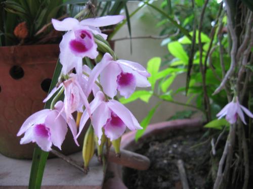 Hoa phong lan rừng màu tím nhạt