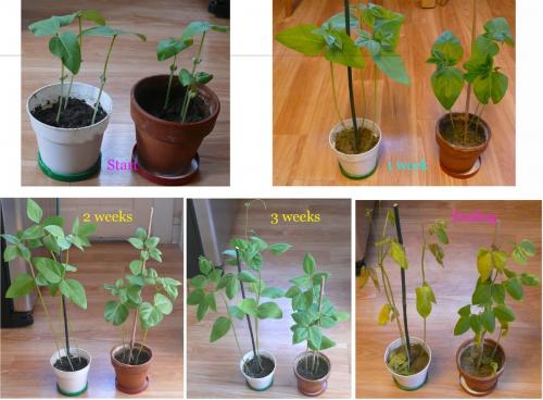 Thí nghiệm về tác động gián tiếp của vi sóng