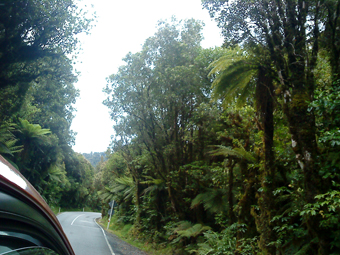 Rainforest Rainforest