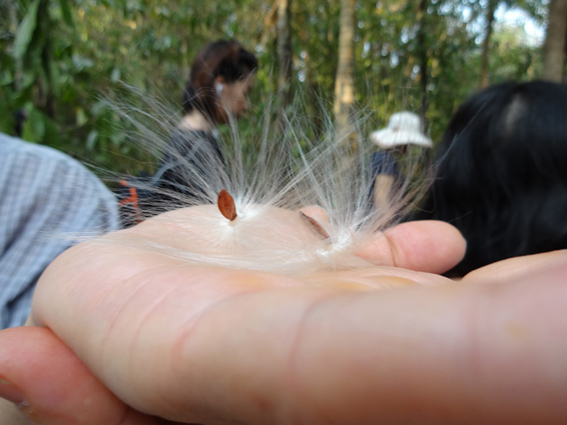 Ánh tơ trời Cát Tiên